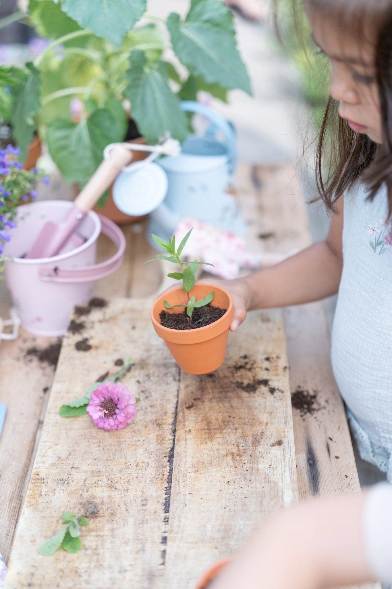 Plant Pot Strawberry