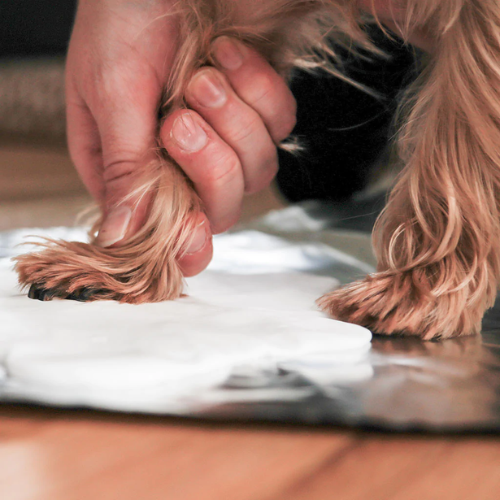 Pawprints wall frame